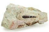 Fossil Pterosaur Tooth in Situ - Dekkar Formation, Morocco #375597-1